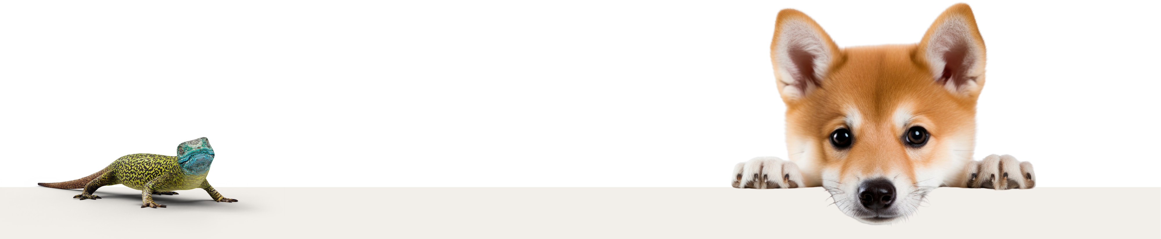 About Section Header Image